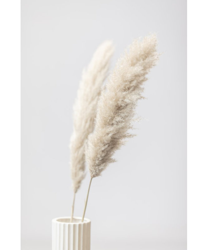 Pampas Grass 11, 60.96cm H x 91.44cm W