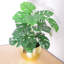 60cm Faux Plant in Metal Planter