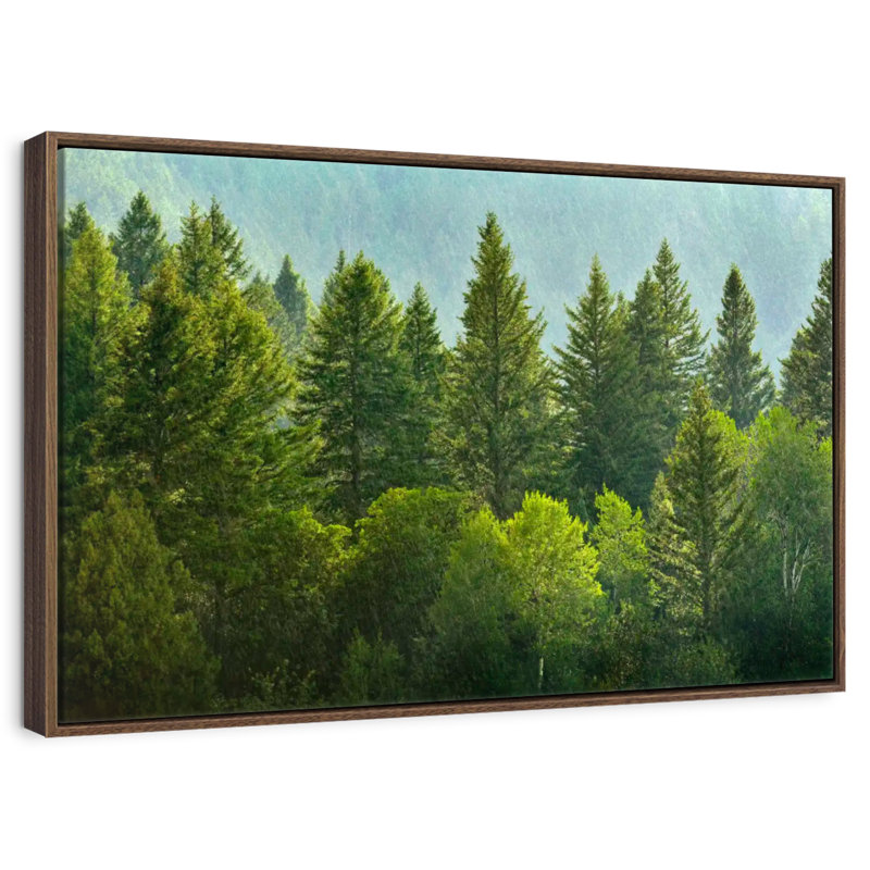 Lush Green Pine Trees, 19" X 13", Floating Frame Walnut