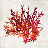 Pomegranate Coral I Print by Sofia Fox