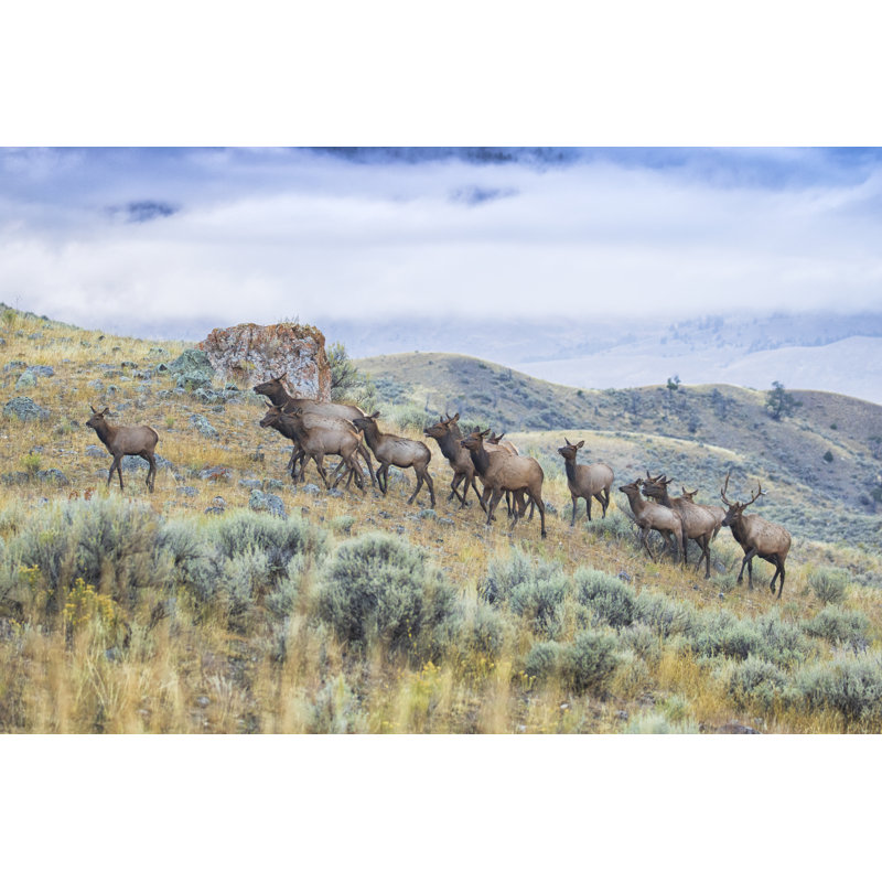 «Elk Herd» par Paul Kammen, H 12 po x l 18 po