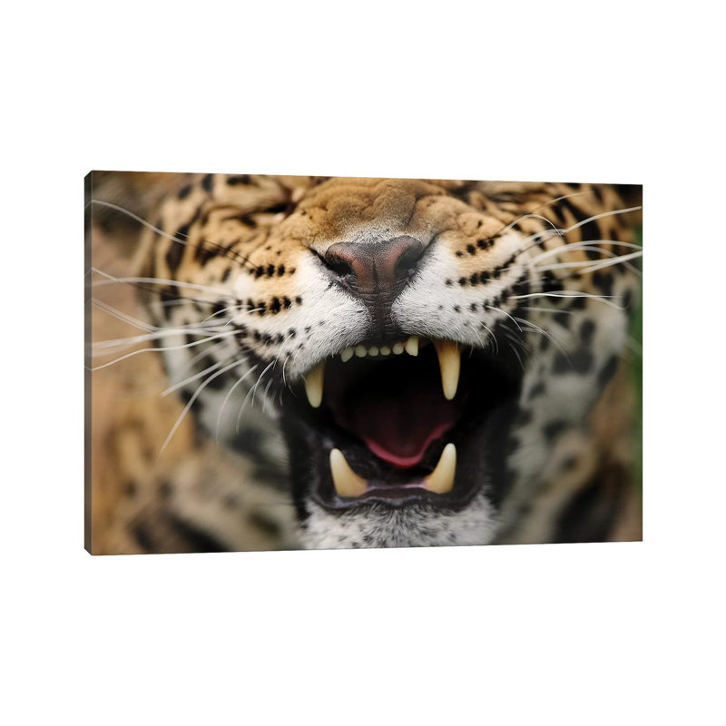 Jaguar V by Goran Anastasovski - Wrapped Canvas Print, 66.04 cm H x 45.72 cm W x 1.91 cm D
