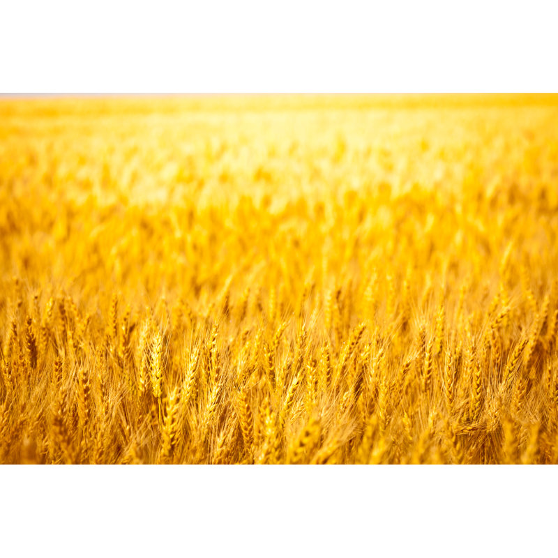 Wheat Field - Photographie sur toile tendue, H 12 po x l 18 po