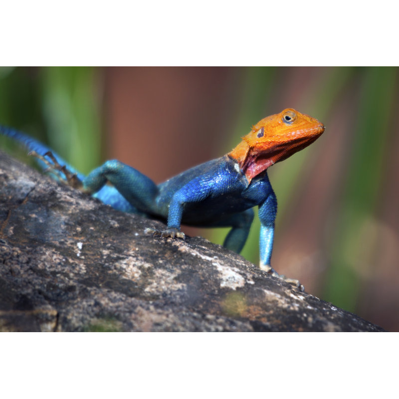 Lizard Religion by WLDavies - Wrapped Canvas Print, 51cm H x 76cm W
