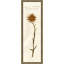Pressed Botanical 25 Print
