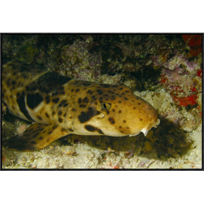 " Epaulette Shark Portrait Underwater "