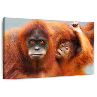 Sumatra Orangutans