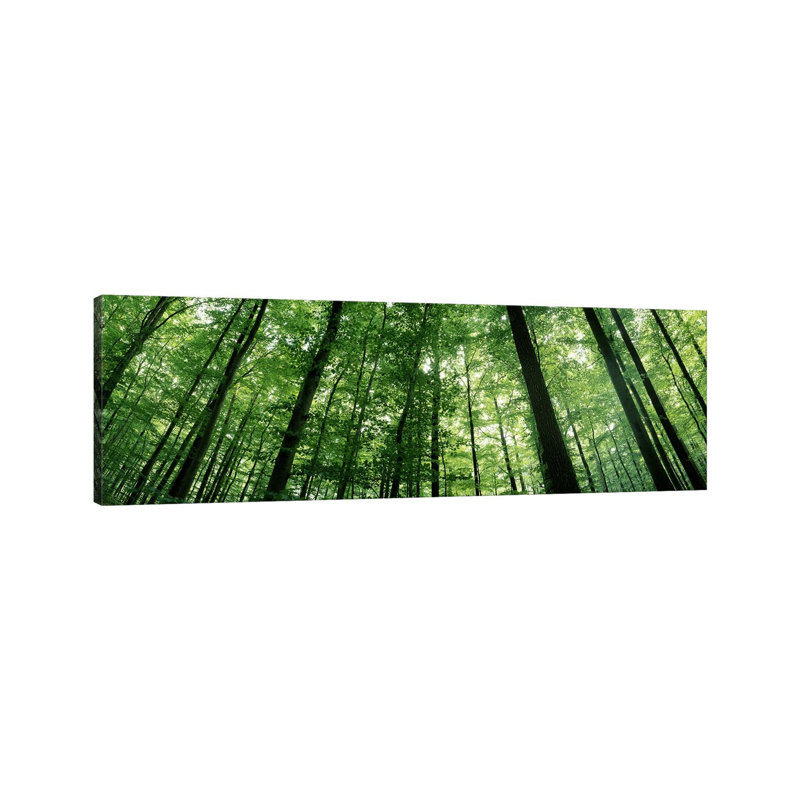 Low Angle View of Beech Trees, Baden-Wurttemberg, Germany #3 1 Piece Wrapped Canvas Panoramic Wall Art