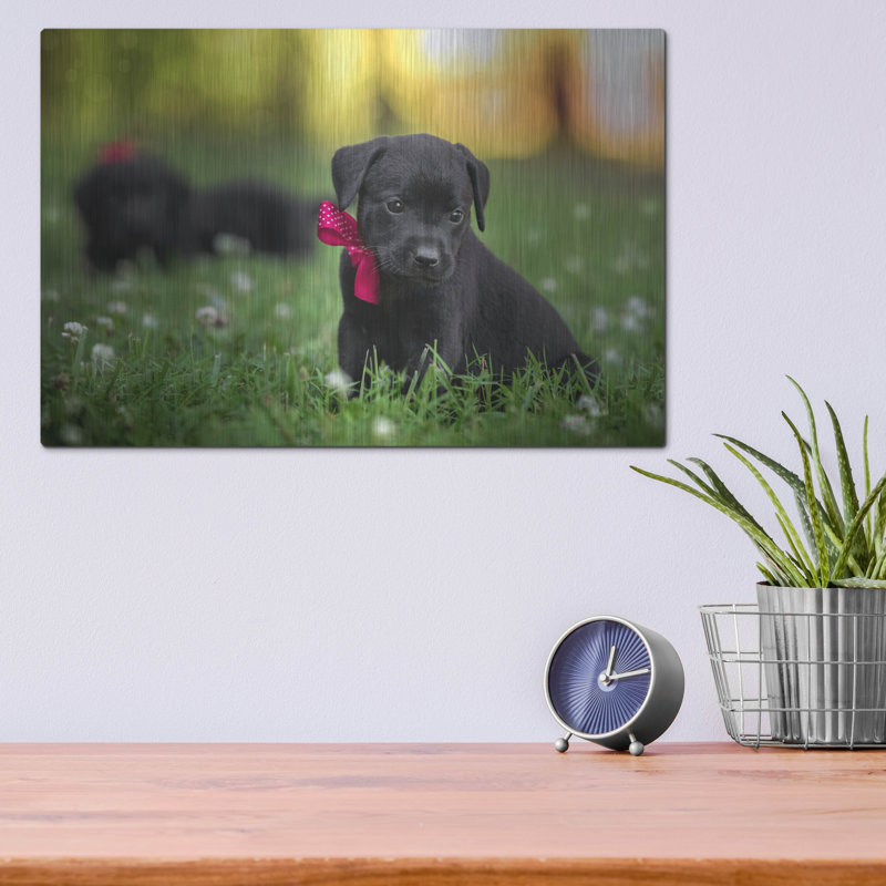 "Black Lab Pup 13" par Jonathan Ross, H 12 po x l 16 po