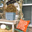 Arbre en pot 24 po-51795835