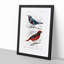 Bird Illustrations PL. 52 by Charles d Orbigny - Framed Print-55457149-55457148