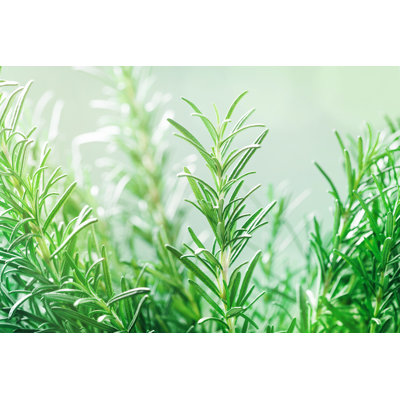 Culinaire aromatique