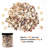 Tiny Sea Shells Small Natural Starfish Mixed Ocean Beach Spiral Seashells