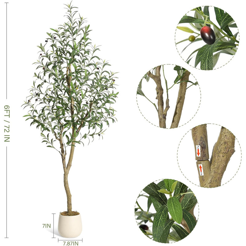 182.9cm Plant