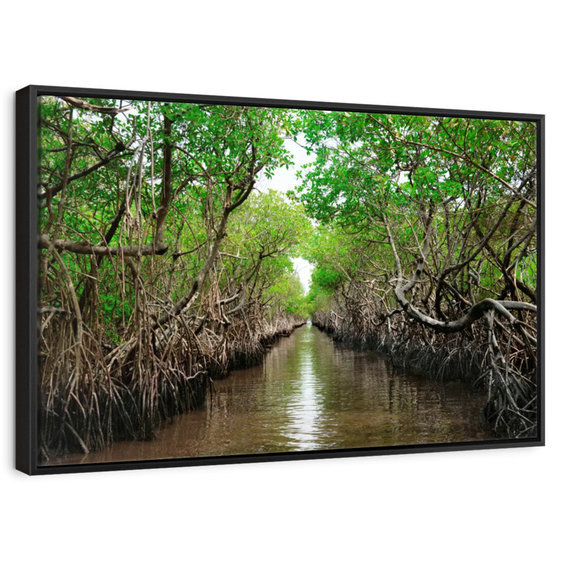 Mangroves de Everglade City, 19 po x 13 po, Cadre flottant noir