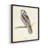 Barn Owl Framed Print - Set of 4-650862321-650862326