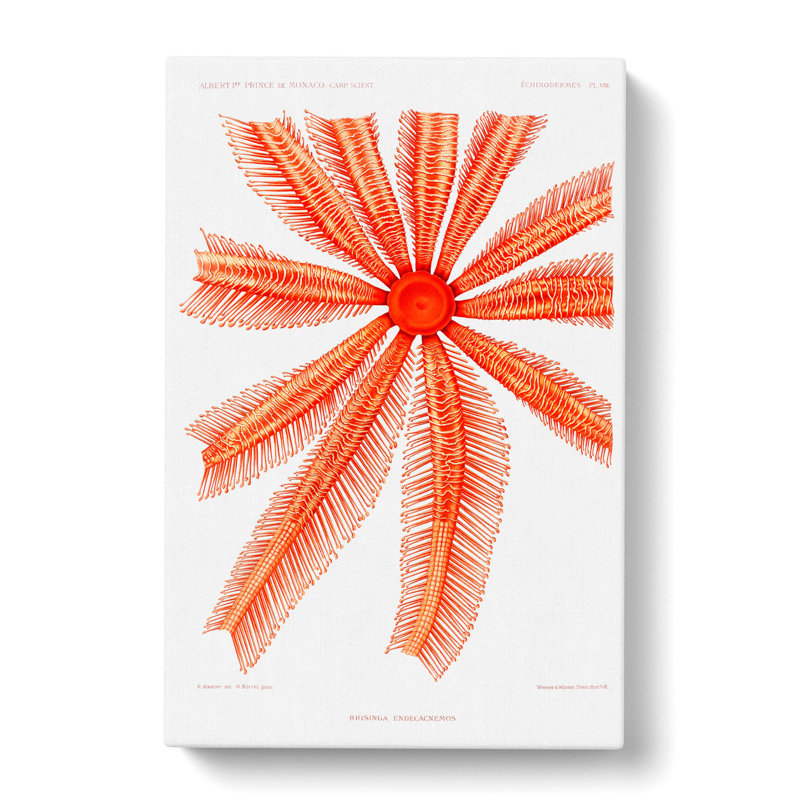 Starfish by Albert I - Wrapped Canvas, 76cm H x 50cm W x 3cm D