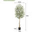 Plant-1202862276
