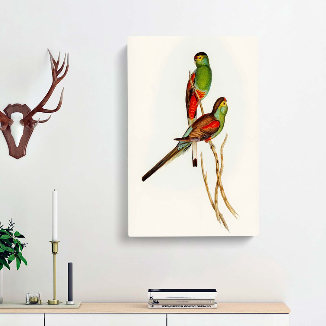 Beautiful Parakeets by Elizabeth Gould - Wrapped Canvas