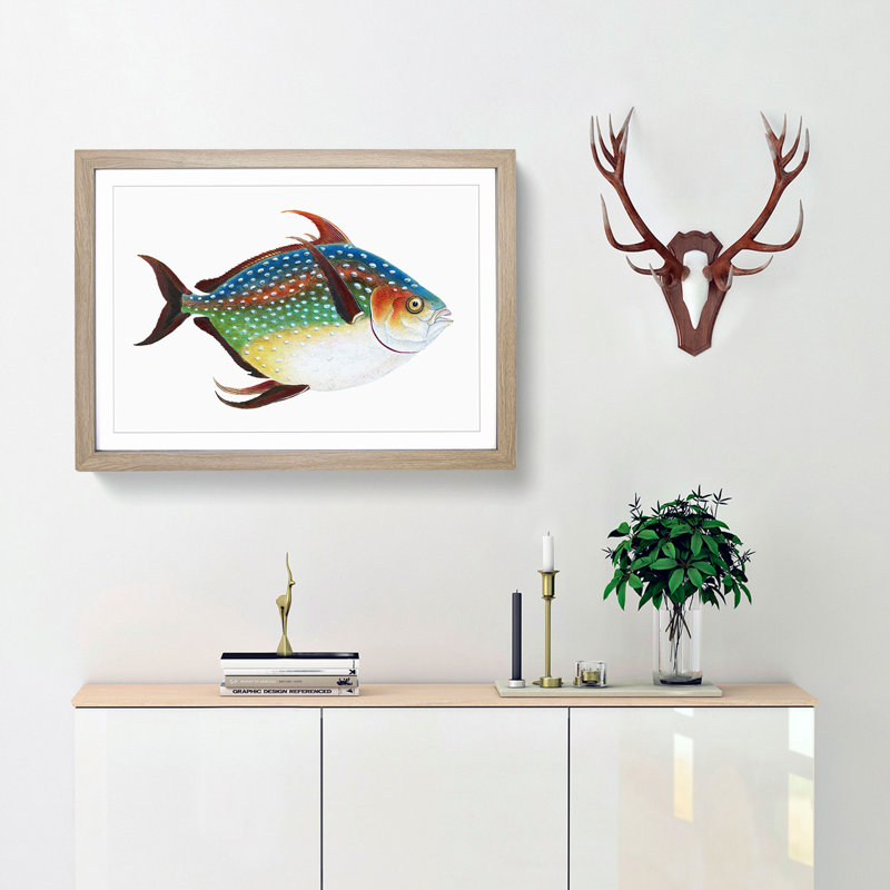 Opah Fish by Edward Donovan - Framed Print, 36cm H x 48cm W x 2cm D, Oak Framed