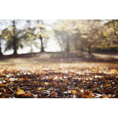 «Park Clearing in Autumn» par Sam Edwards