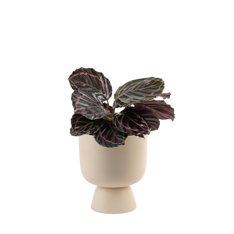 Calathea ''Dottie'' in Ceramic Planter