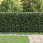 200 cm W Fence Panels Fencing with 1 Panel(s) Included Panel(s) Included-124587420