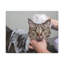«Cute Grey Cat Bath», art mural sur toile-1243311644