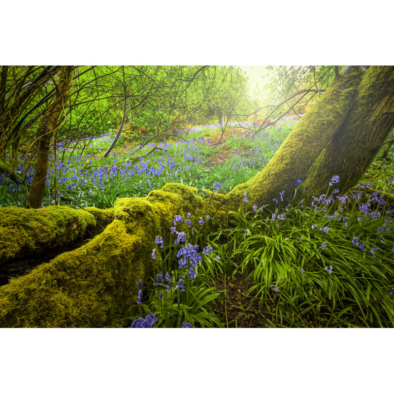 Enchanted Bluebell Woods by Allou - Wrapped Canvas Print, 30cm H x 46cm W x 3.8cm D