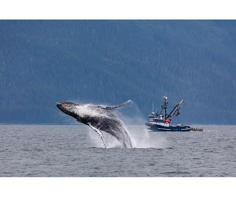 Art sur toile, Jaynes Gallery, Alaska, Chatham Strait