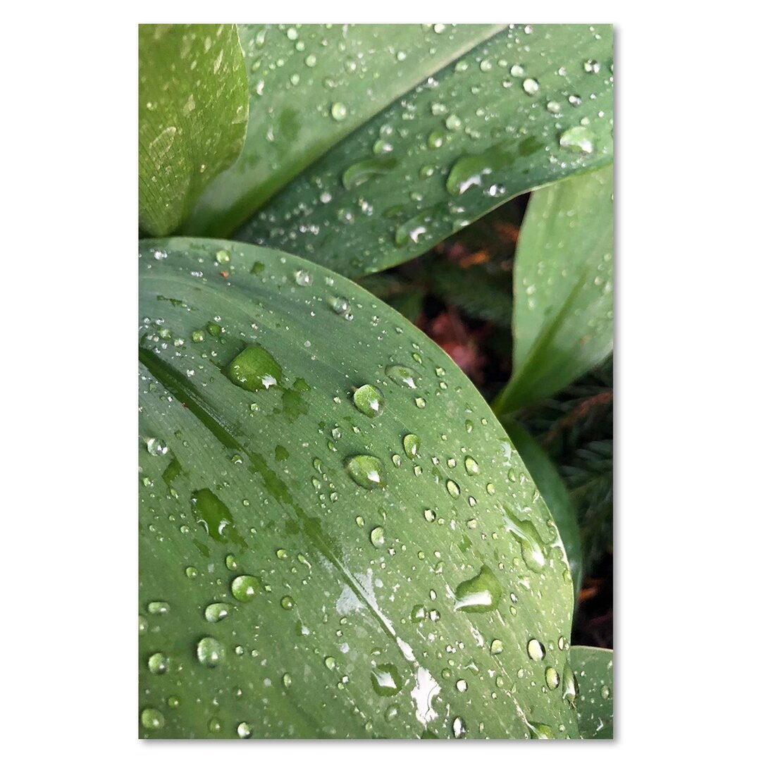 Leinwandbild Tau auf dem grünen Blatt