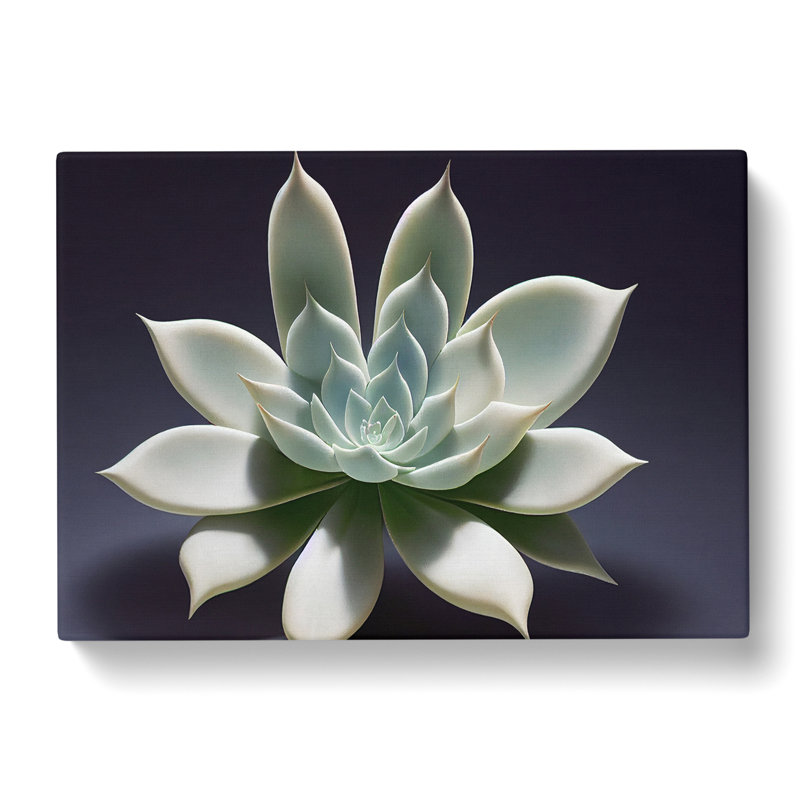 Exquisite Succulent Plant - Wrapped Canvas Print, 35cm H x 50cm W x 3cm D