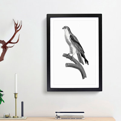 Black-Winged Kite Bird - Picture Frame Art Print