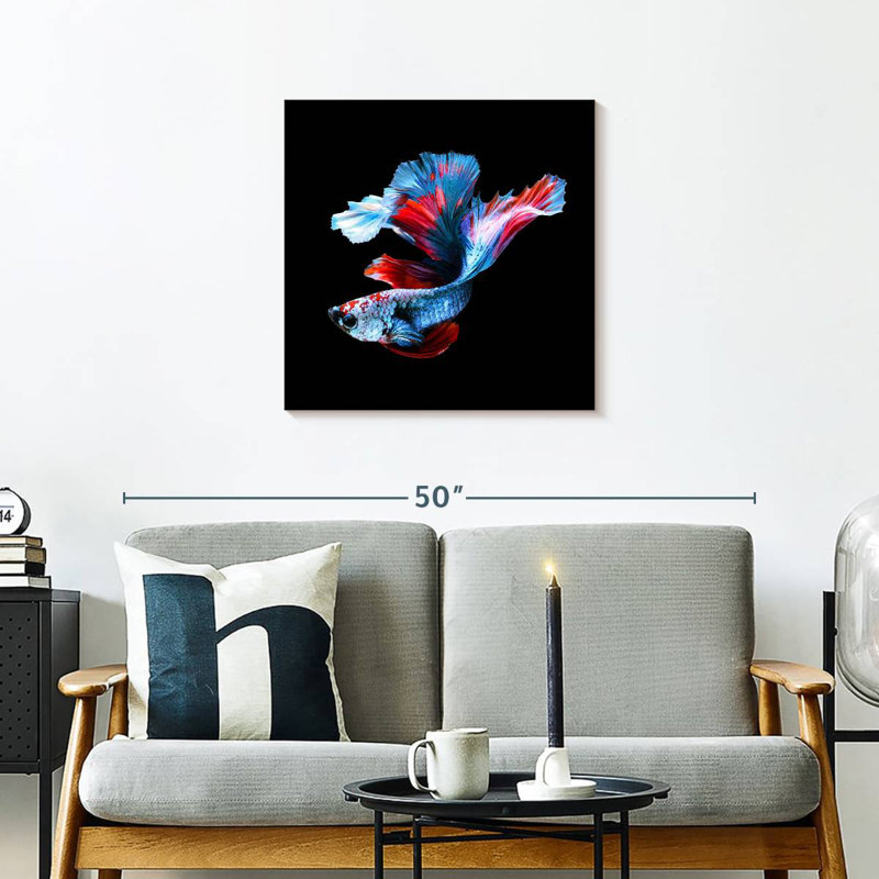 Brametta élégant poisson Betta