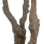 ARBRE D'OLIVE DE 7,5 PIEDS, POTÉ
