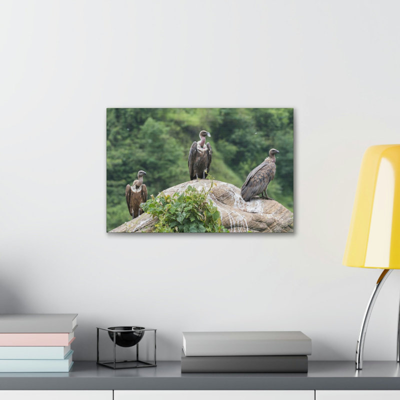 Vautour groupe de vautours impression d'art mural, H 11 po x l 14 po