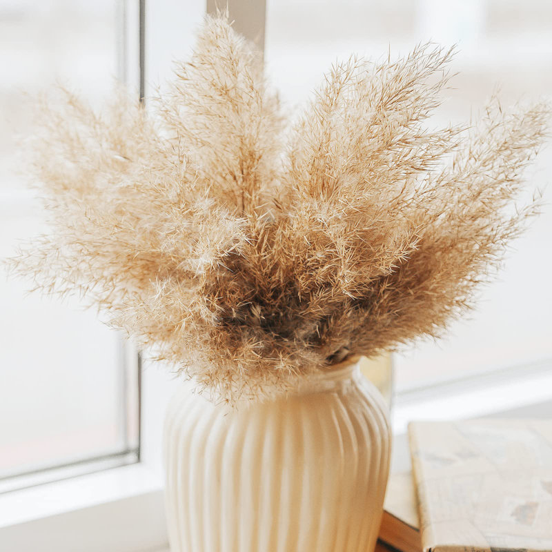 Plante grimpante 17 po Atalaya, Beige / Brun, 30