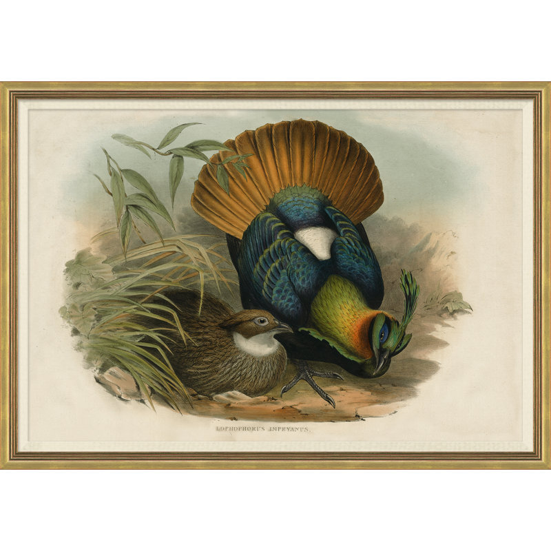 Pheasants from Goulds
