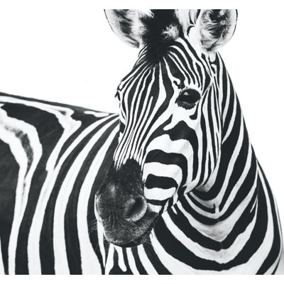 " Zebra, On White "