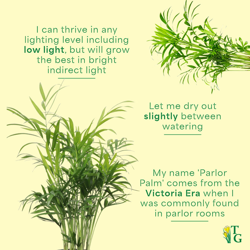 Live Parlor Palm Plant Set