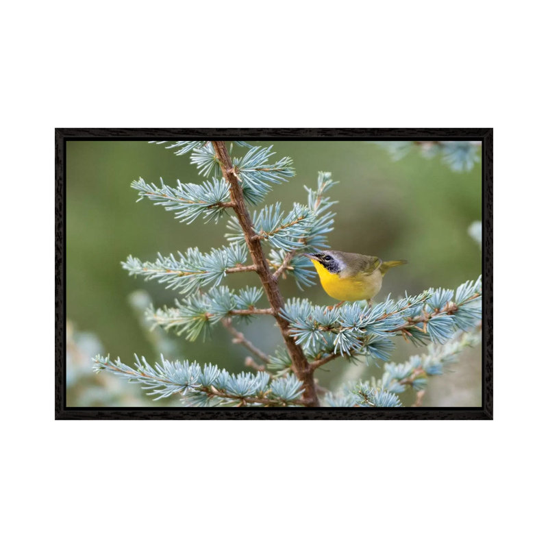 Male common yellowthroat (Geothlypis Trichas) in Blue Atlas Cedar. Marion County, Illinois. 1 Piece Wall Art on Canvas