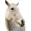 A Horse Named Lady II by Sue Schlabach - Wrapped Canvas Photograph
