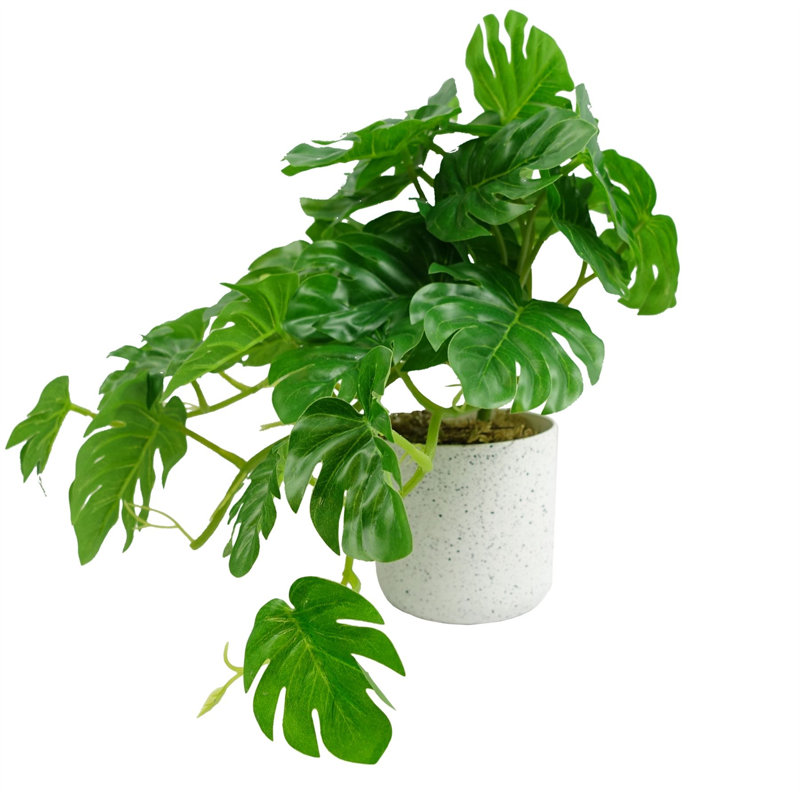 Monstera Arrangement in Pot