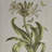 Madison Park Herbal Botany Green 4-Piece Framed Canvas Wall Art Set with Botanical Illustrations