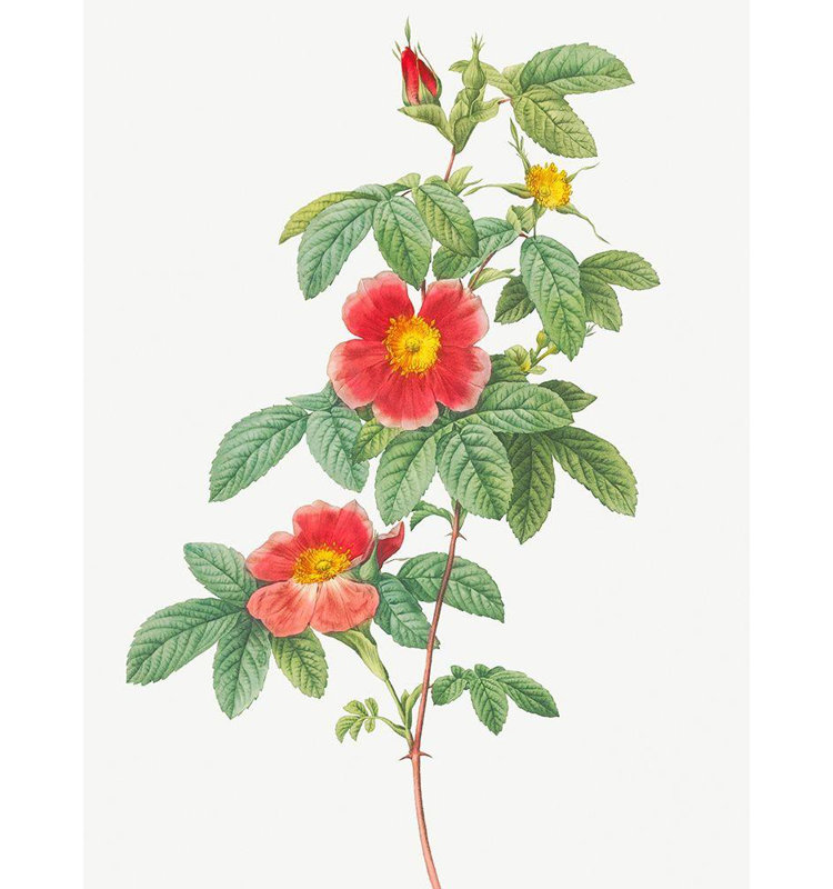 Redoute, Pierre Joseph, art sur toile: Rosa majalis, rose simple, Rosa Cinnamomea flore simplici, H 36 po x l 28 po