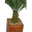 Palmier Cycas Panama
