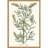 " Botanical Plants III " by Giclee Studio 2 - Pieces