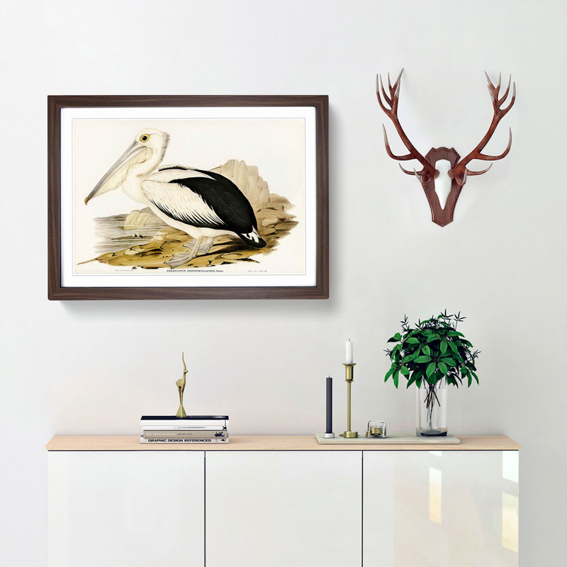 Australian Pelican by Elizabeth Gould - Single Picture Frame Painting, 33cm H x 45cm W x 2cm D, Walnut Framed