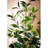 Artificial Bay Tree Green Plant Pot