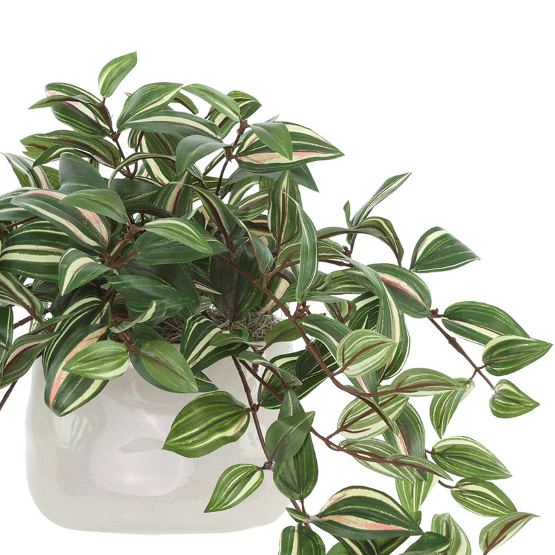 Tradescantia Zebrina Arranged In Ceramic Vase, Green, 12"H x 21"W x 14"D
